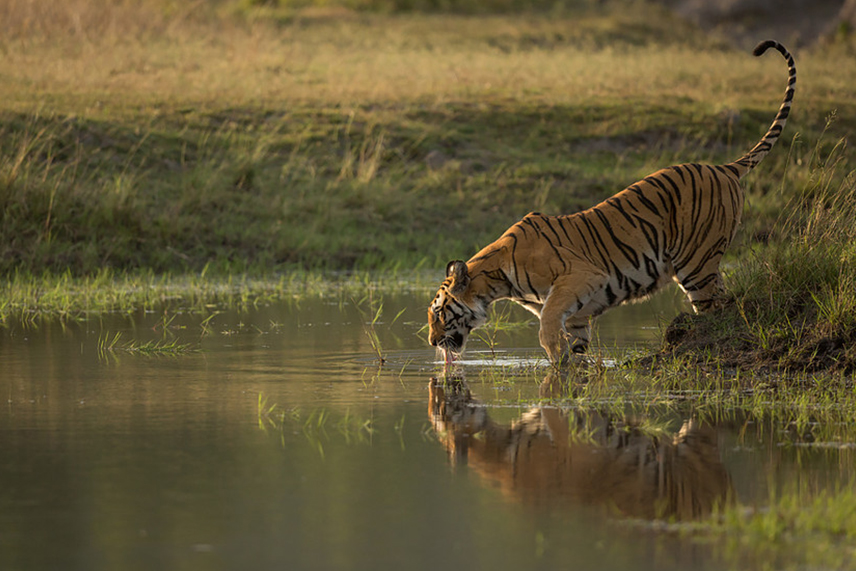 Sariska Tour and Travel Guide